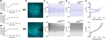 M1-Type, but Not M4-Type, Melanopsin Ganglion Cells Are Physiologically Tuned to the Central Circadian Clock